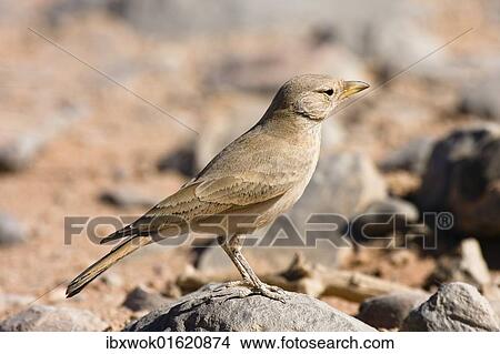 "Desert Lark (Ammomanes deserti whitakeri), Libya, Sahara, North Africa, Africa" View Large Photo Image Picture - "Desert Lark (Ammomanes deserti whitakeri), Libya, Sahara, North Africa, Africa". Fotosearch
