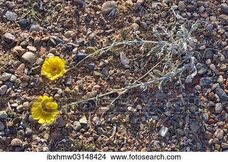 "Desert Marigold (Baileya multiradiata), Lake Powell, Page, Arizona, United States, North America" View Large Photo Image Picture - "Desert Marigold (Baileya multiradiata), Lake Powell, Page, Arizona, United States, North America". Fotosearch