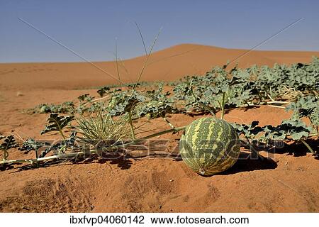 Stock Image - "Desert melon in front of a dune, Bayuda Desert, asch-Schamaliyya, Sudan, Africa". Fotosearch