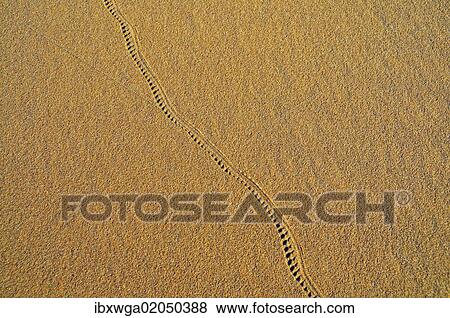 "Desert of Erg Chebbi, Morocco, Africa, PublicGround, Africa" View Large Photo Image Stock Photo - "Desert of Erg Chebbi, Morocco, Africa, PublicGround, Africa". Fotosearch