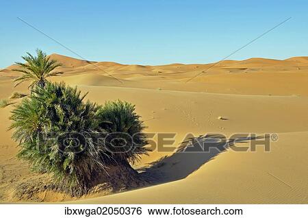 "Desert of Erg Chebbi, Morocco, Africa, PublicGround, Africa" View Large Photo Image Stock Photograph - "Desert of Erg Chebbi, Morocco, Africa, PublicGround, Africa". Fotosearch