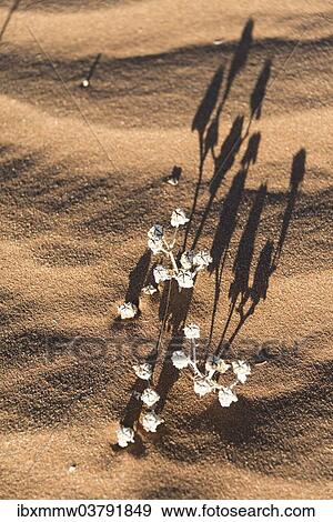 Stock Photo - "Desert plant in the sand, Sossusvlei, Namib-Naukluft National Park, Namibia, Africa". Fotosearch
