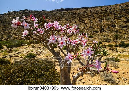 "Desert Rose tree (Adenium obesum) in bloom, endemic species, Homhil protected area, island of Socotra, Yemen, Asia" View Large Photo Image Stock Photography - "Desert Rose tree (Adenium obesum) in bloom, endemic species, Homhil protected area, island of Socotra, Yemen, Asia". Fotosearch
