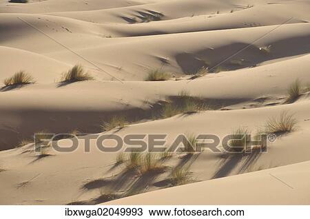 Stock Image - "Desert, sand dune of Erg Chebbi, Morocco, Africa". Fotosearch