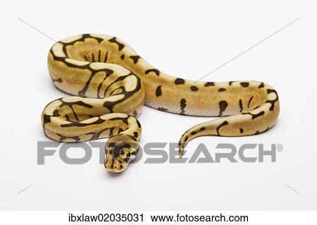 "Desert Spider Ball Python or Royal Python (Python regius), male" View Large Photo Image Stock Image - "Desert Spider Ball Python or Royal Python (Python regius), male". Fotosearch