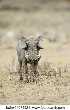 "Desert Warthog (Phacochoerus aethiopicus), Buffalo Springfield National Reserve, Kenya, Africa" View Large Photo Image Stock Image - "Desert Warthog (Phacochoerus aethiopicus), Buffalo Springfield National Reserve, Kenya, Africa". Fotosearch