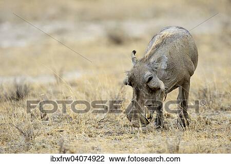 "Desert Warthog (Phacochoerus aethiopicus), Buffalo Springfield National Reserve, Kenya, Africa" View Large Photo Image Stock Image - "Desert Warthog (Phacochoerus aethiopicus), Buffalo Springfield National Reserve, Kenya, Africa". Fotosearch