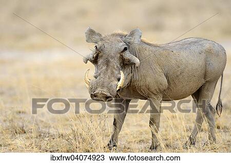 "Desert Warthog (Phacochoerus aethiopicus), Buffalo Springfield National Reserve, Kenya, Africa" View Large Photo Image Stock Image - "Desert Warthog (Phacochoerus aethiopicus), Buffalo Springfield National Reserve, Kenya, Africa". Fotosearch