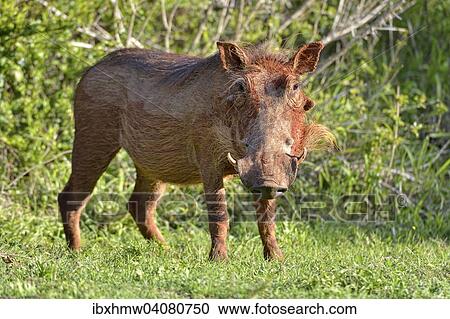 "Desert warthog (Phacochoerus aethiopicus), Addo Elephant National Park, Addo, Eastern Cape, South Africa, Africa" View Large Photo Image Stock Image - "Desert warthog (Phacochoerus aethiopicus), Addo Elephant National Park, Addo, Eastern Cape, South Africa, Africa". Fotosearch
