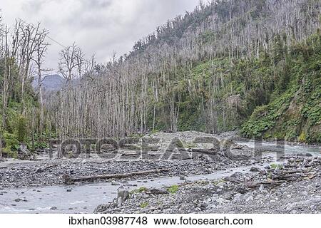 "Destroyed forest by the outbreak of the Chaiten volcano, near Puente los Gigios, Pumalin Park, Chaiten, Los Lagos Region, Chile, South America" View Large Photo Image Stock Photo - "Destroyed forest by the outbreak of the Chaiten volcano, near Puente los Gigios, Pumalin Park, Chaiten, Los Lagos Region, Chile, South America". Fotosearch