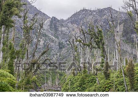 "Destroyed forest by the outbreak of the Chaiten volcano, near Puente los Gigios, Pumalin Park, Chaiten, Los Lagos Region, Chile, South America" View Large Photo Image Stock Photo - "Destroyed forest by the outbreak of the Chaiten volcano, near Puente los Gigios, Pumalin Park, Chaiten, Los Lagos Region, Chile, South America". Fotosearch