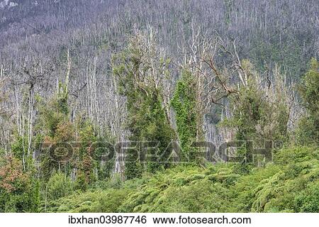 Stock Photograph - "Destroyed forest by the outbreak of the Chaiten volcano, near Puente los Gigios, Pumalin Park, Chaiten, Los Lagos Region, Chile, South America". Fotosearch