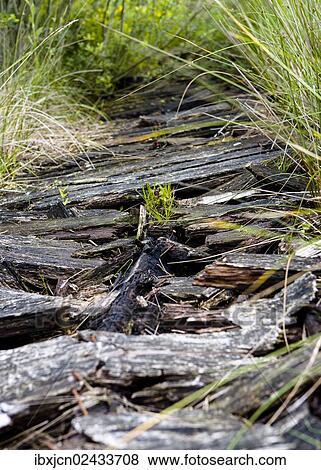 Stock Photo - "Destroyed wooden planks of a former path through Great Peatbog in the Minden-Luebbecke district, North Rhine-Westphalia, Germany, Europe". Fotosearch