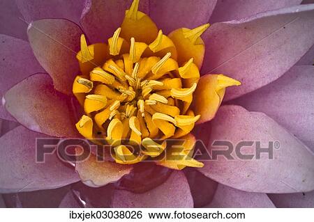 "Detail, flower of a Water lily (Nymphaea sp. ), cultivar" View Large Photo Image Stock Photograph - "Detail, flower of a Water lily (Nymphaea sp. ), cultivar". Fotosearch