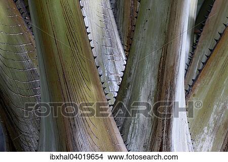 "Detail of a palm tree, spines, Reunion, France, Africa" View Large Photo Image Picture - "Detail of a palm tree, spines, Reunion, France, Africa". Fotosearch