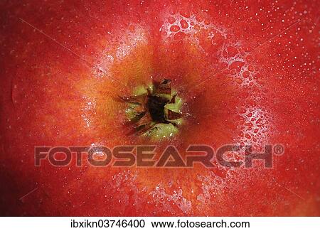 "Detail, red apple, Germany, Europe" View Large Photo Image Stock Image - "Detail, red apple, Germany, Europe". Fotosearch