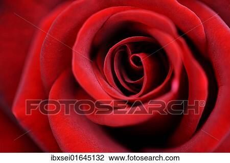 "Detail, red Rose (Rosa)" View Large Photo Image Stock Image - "Detail, red Rose (Rosa)". Fotosearch