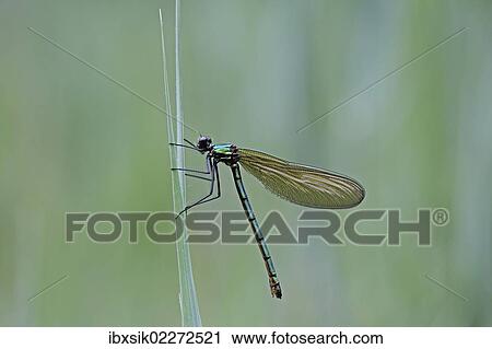 "Detail view, macro, Beautiful Demoiselle (Calopteryx virgo), female on reeds, Ummendorfer Ried, Upper Swabia, Baden-Wuerttemberg, Germany, Europe" View Large Photo Image Stock Image - "Detail view, macro, Beautiful Demoiselle (Calopteryx virgo), female on reeds, Ummendorfer Ried, Upper Swabia, Baden-Wuerttemberg, Germany, Europe". Fotosearch