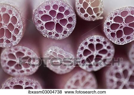 "Detail view, stems of the lotus plant (Nelumbo), Thailand, Asia" View Large Photo Image Stock Photo - "Detail view, stems of the lotus plant (Nelumbo), Thailand, Asia". Fotosearch