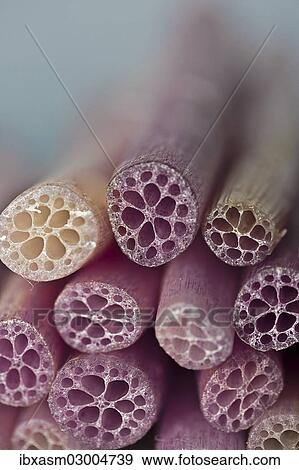 "Detail view, stems of the lotus plant (Nelumbo), Thailand, Asia" View Large Photo Image Stock Photo - "Detail view, stems of the lotus plant (Nelumbo), Thailand, Asia". Fotosearch