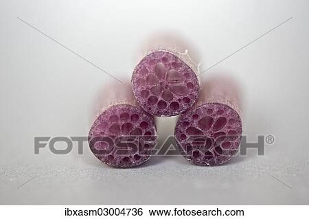 "Detail view, stems of the lotus plant (Nelumbo), Thailand, Asia" View Large Photo Image Stock Photograph - "Detail view, stems of the lotus plant (Nelumbo), Thailand, Asia". Fotosearch