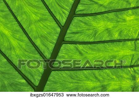 Stock Image - "Detailed view of a leaf, Vietnam, Southeast Asia, Asia". Fotosearch