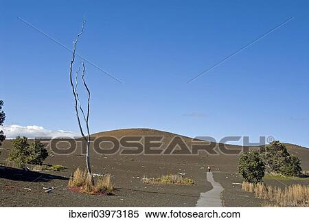 "Devastation Trail through lava landscape, Hawaii Volcanoes National Park, Kilauea, Big Island, Hawaii, United States, North America" View Large Photo Image Stock Photography - "Devastation Trail through lava landscape, Hawaii Volcanoes National Park, Kilauea, Big Island, Hawaii, United States, North America". Fotosearch