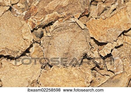 "Devil's Claw (Harpagophytum procumbens), medicinal plant, cancer therapy, osteoarthritis therapy, root, dried, medicine, African" View Large Photo Image Stock Photo - "Devil's Claw (Harpagophytum procumbens), medicinal plant, cancer therapy, osteoarthritis therapy, root, dried, medicine, African". Fotosearch