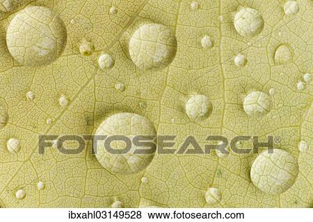 "Dew drops on a beech leaf, Waldhauser, Bavaria, Germany, Europe" View Large Photo Image Stock Photo - "Dew drops on a beech leaf, Waldhauser, Bavaria, Germany, Europe". Fotosearch