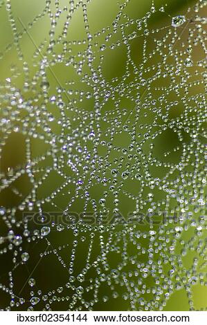 Picture - "Dew drops on a spider web, Bay of Luebeck, Schleswig-Holstein, Germany, Europe". Fotosearch