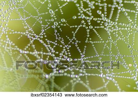 "Dew drops on a spider web, Bay of Luebeck, Schleswig-Holstein, Germany, Europe" View Large Photo Image Stock Image - "Dew drops on a spider web, Bay of Luebeck, Schleswig-Holstein, Germany, Europe". Fotosearch