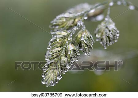 Stock Photo - "Dew drops on Cock's-foot grass (Dactylis glomerata), North Rhine-Westphalia, Germany, Europe". Fotosearch