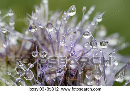 "Dew drops on Scorpion-weed (Phacelia), North Rhine-Westphalia, Germany, Europe" View Large Photo Image Stock Image - "Dew drops on Scorpion-weed (Phacelia), North Rhine-Westphalia, Germany, Europe". Fotosearch