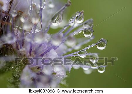 "Dew drops on Scorpion-weed (Phacelia), North Rhine-Westphalia, Germany, Europe" View Large Photo Image Stock Image - "Dew drops on Scorpion-weed (Phacelia), North Rhine-Westphalia, Germany, Europe". Fotosearch