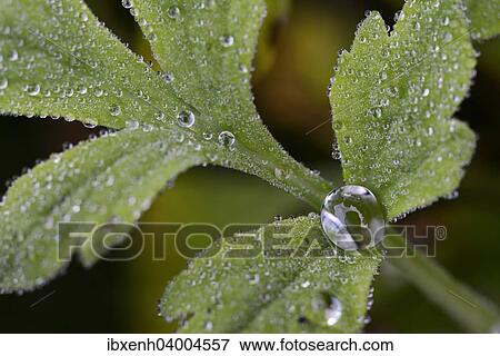 "Dew drops on the leaf of Welsh poppy (Meconopsis cambrica), Emsland, Lower Saxony, Germany, Europe" View Large Photo Image Stock Photo - "Dew drops on the leaf of Welsh poppy (Meconopsis cambrica), Emsland, Lower Saxony, Germany, Europe". Fotosearch