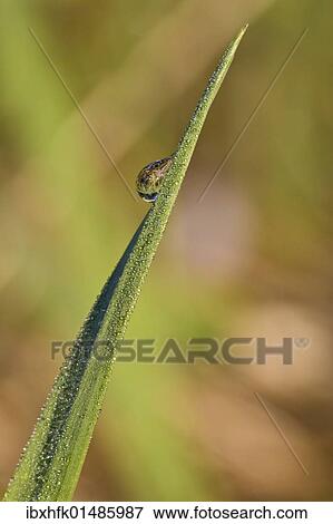 Stock Photo - Dewdrop on a blade of grass. Fotosearch