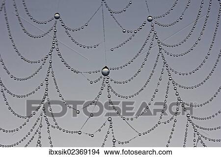 "Dewdrops on a spider web, macro" View Large Photo Image Picture - "Dewdrops on a spider web, macro". Fotosearch