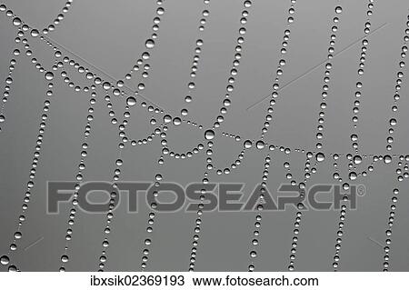 "Dewdrops on a spider web, macro" View Large Photo Image Stock Image - "Dewdrops on a spider web, macro". Fotosearch