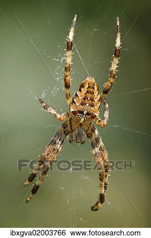 Stock Photograph - "Diadem spider, Cross spider, European garden spider (Araneus diadematus), habitat Europe". Fotosearch