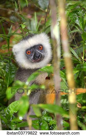 "Diademed Sifaka (Propithecus diadema), Mantadia National Park, Madagascar, Africa" View Large Photo Image Stock Image - "Diademed Sifaka (Propithecus diadema), Mantadia National Park, Madagascar, Africa". Fotosearch