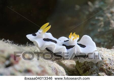 "Diana's Chromodoris (Chromodoris dianae), Bohol Sea, Philippines, Asia" View Large Photo Image Stock Photograph - "Diana's Chromodoris (Chromodoris dianae), Bohol Sea, Philippines, Asia". Fotosearch