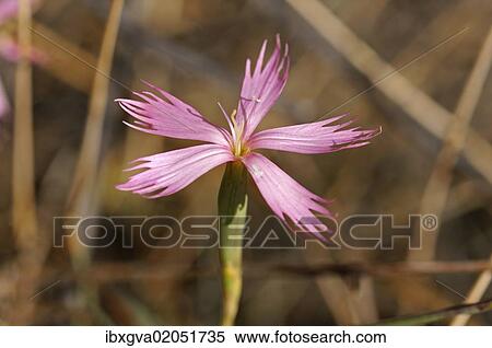 "Dianthus namaensis, Goegap Nature Reserve, Namaqualand, South Africa, Africa" View Large Photo Image Stock Photography - "Dianthus namaensis, Goegap Nature Reserve, Namaqualand, South Africa, Africa". Fotosearch