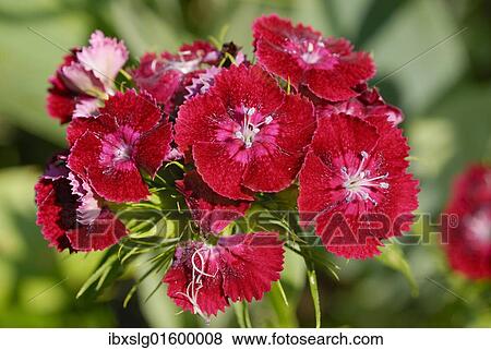 "Dianthus, Sweet William (Dianthus barbatus), red blossoms" View Large Photo Image Stock Photo - "Dianthus, Sweet William (Dianthus barbatus), red blossoms". Fotosearch