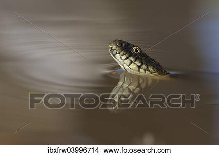 "Dice Snake (Natrix tessellata), in the water, with reflection, Bulgaria, Europe" View Large Photo Image Picture - "Dice Snake (Natrix tessellata), in the water, with reflection, Bulgaria, Europe". Fotosearch