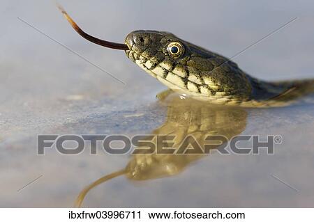 "Dice Snake (Natrix tessellata), darting its tongue, in the water, with reflection, Bulgaria, Europe" View Large Photo Image Stock Image - "Dice Snake (Natrix tessellata), darting its tongue, in the water, with reflection, Bulgaria, Europe". Fotosearch