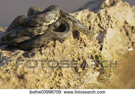 "Dice Snake (Natrix tessellata), basking, focussing gaze on frog in water, Bulgaria, Europe" View Large Photo Image Stock Photo - "Dice Snake (Natrix tessellata), basking, focussing gaze on frog in water, Bulgaria, Europe". Fotosearch