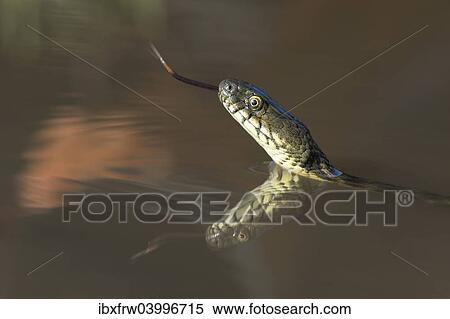 "Dice Snake (Natrix tessellata), darting its tongue, in the water, with reflection, Bulgaria, Europe" View Large Photo Image Stock Photography - "Dice Snake (Natrix tessellata), darting its tongue, in the water, with reflection, Bulgaria, Europe". Fotosearch