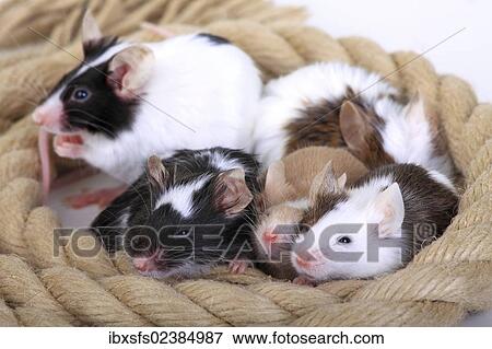 "Different coloured Fancy Mice snuggling together, a domesticated form of the House Mouse (Mus musculus)" View Large Photo Image Stock Photo - "Different coloured Fancy Mice snuggling together, a domesticated form of the House Mouse (Mus musculus)". Fotosearch