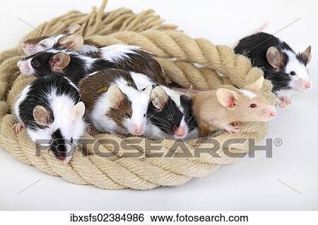 "Different coloured Fancy Mice snuggling together, a domesticated form of the House Mouse (Mus musculus)" View Large Photo Image Stock Photograph - "Different coloured Fancy Mice snuggling together, a domesticated form of the House Mouse (Mus musculus)". Fotosearch