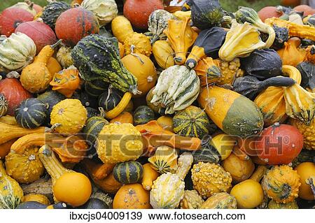 "Different types of squash on a pile, Bergisches Land, North Rhine-Westphalia, Germany, Europe" View Large Photo Image Stock Photo - "Different types of squash on a pile, Bergisches Land, North Rhine-Westphalia, Germany, Europe". Fotosearch